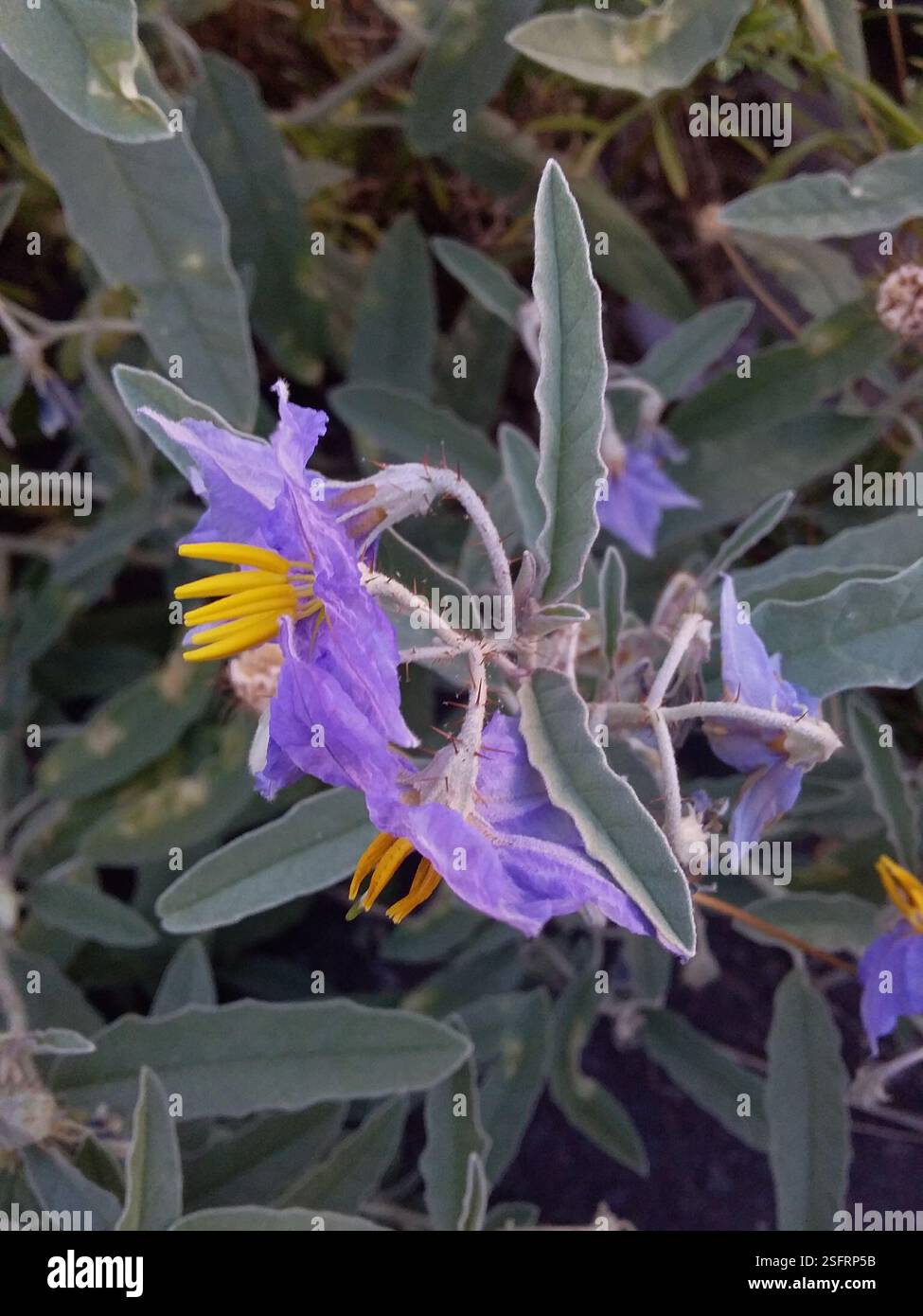 Silverleaf nightshade (Solanum elaeagnifolium), Plantae, Adelaide Showground, Wayville SA 5034, Australia Foto Stock