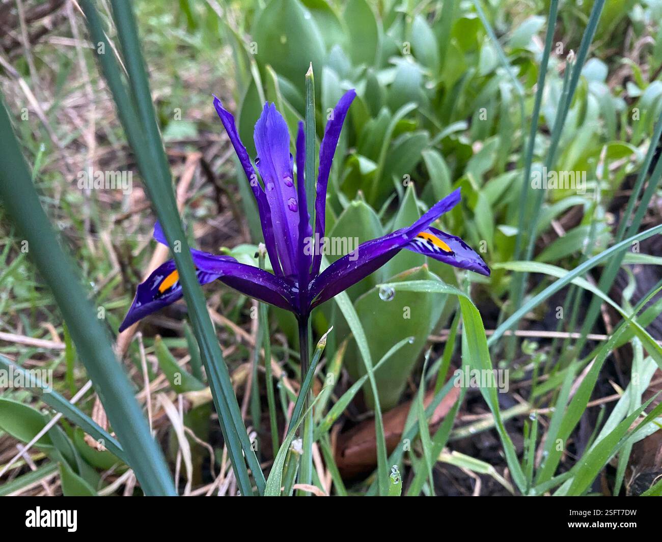 Iris reticulata (Iris reticulata), Plantae, Meadgate Ave, Chelmsford, Inghilterra, GB Foto Stock