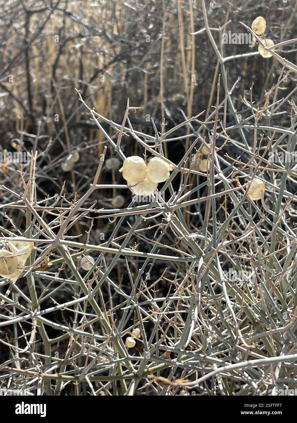 Paperbag Bush (Scutellaria mexicana), Plantae, Joshua Tree National Park, Joshua Tree, CA, US, Paperbag Bush (Scutellaria mexicana) alias Bladder-Sage., Mexican Bladdersage. Arbusto indigeno perenne che cresce fino a 1,5 m di altezza su pendii sabbiosi e ghiaiosi e in aree desertiche, scrub e in habitat di quercia o pinon-ginepro. È densamente ramificato con steli di tomentosi bianchi con punte spine. Le foglie sono opposte e semplici. Si distingue per i lobi calici che si sviluppano in un piccolo sacchetto o guscio simile a una vescica intorno al frutto. Il periodo di massima fioritura è aprile-giugno, ma le borse sono resistenti e Foto Stock