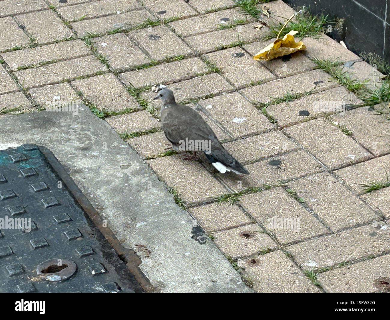 Colomba maculata (Spilopelia chinensis), Aves, Tseung Kwan o, Tseung Kwan o, nuovi territori, HK Foto Stock