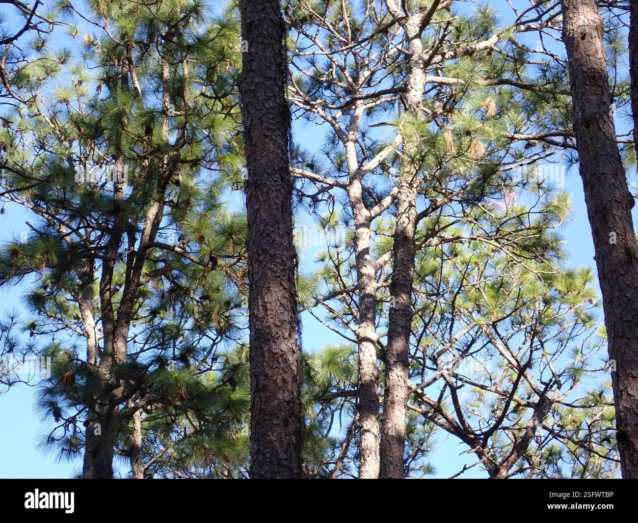 Pinus palustris, Plantae, Carolina del Nord, Stati Uniti Foto Stock