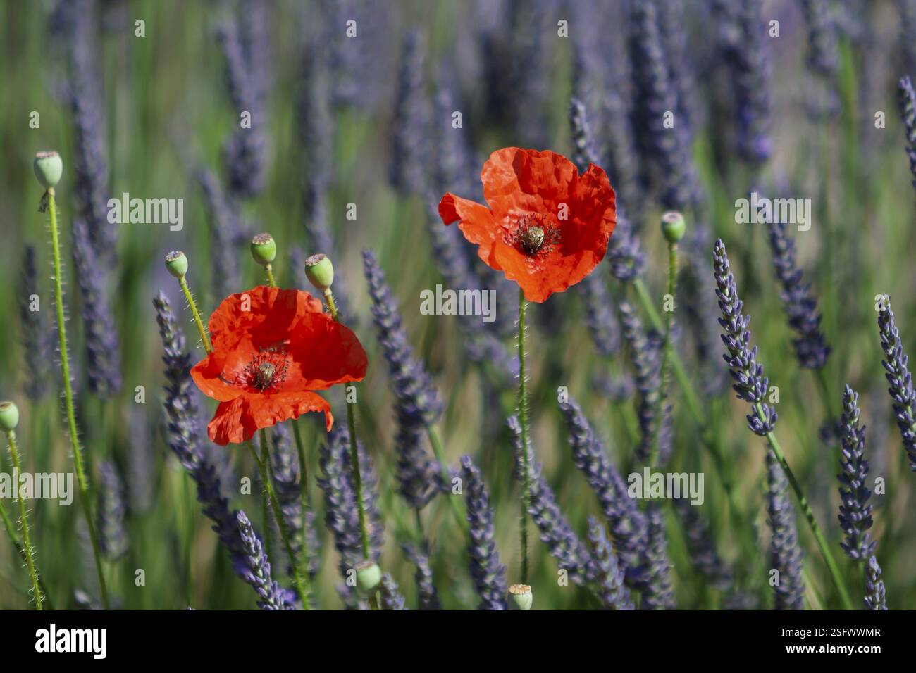 Due papaveri rossi luminosi nel mezzo di un paesaggio lavanda sotto un cielo limpido, Provenza, Francia, Europa Foto Stock
