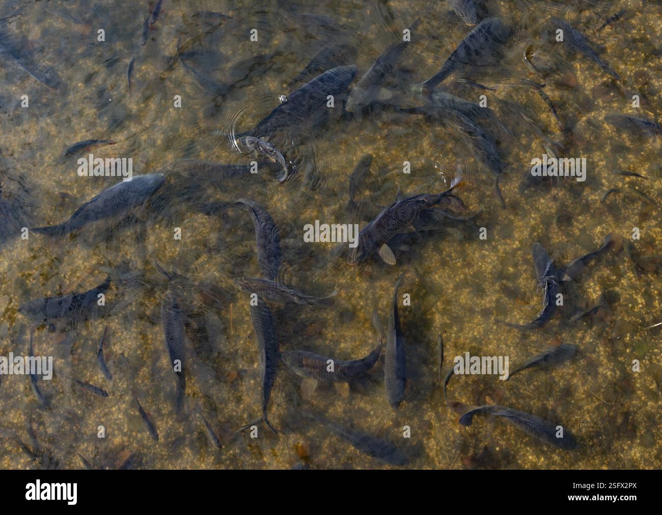 Laghetto con carpa (Cyprinus carpio) nel parco naturale Blockheide vicino a Gmuend, Waldviertel, bassa Austria, Austria, Europa Foto Stock
