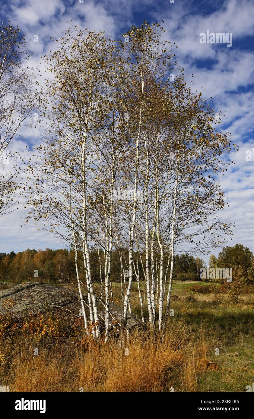 Prato magro, altocumulus, cielo nuvoloso con nuvole carnose e betulle nel parco naturale Blockheide vicino a Gmuend, Waldviertel, bassa Austria, Au Foto Stock