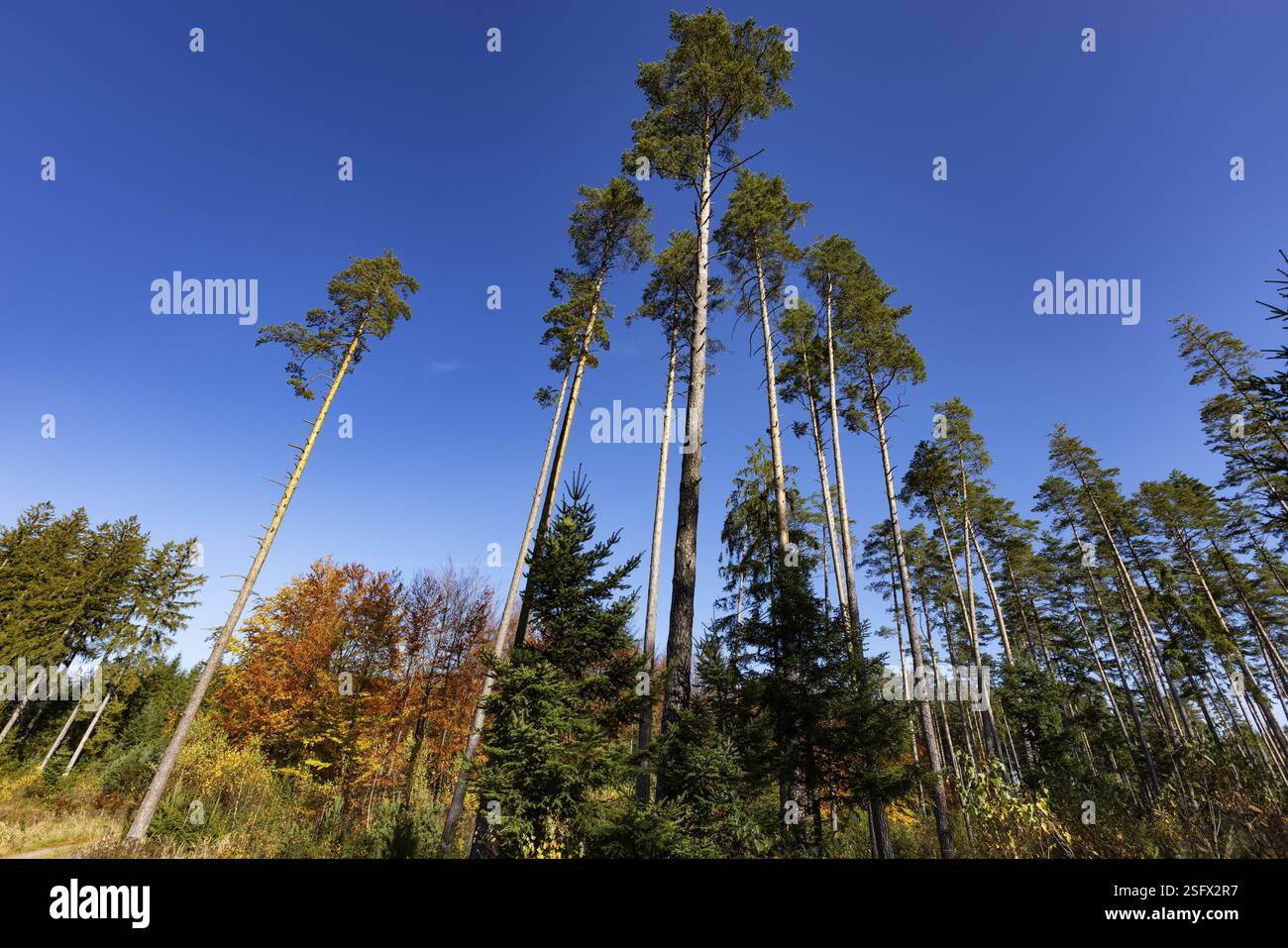 Pino scozzese, Pinus, pino scozzese nel parco naturale Hochmoor di Schrems, Waldviertel, bassa Austria, Austria, Europa Foto Stock