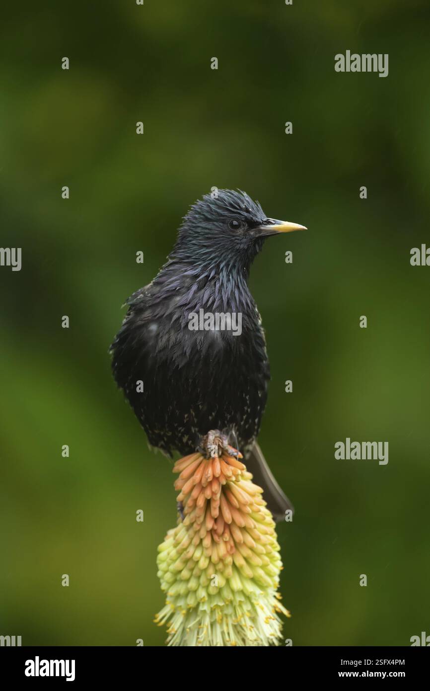Uccello adulto comune o europeo (Sturnus vulgaris) su un giardino fiore rosso da poker in estate, Inghilterra, Regno Unito, Europa Foto Stock