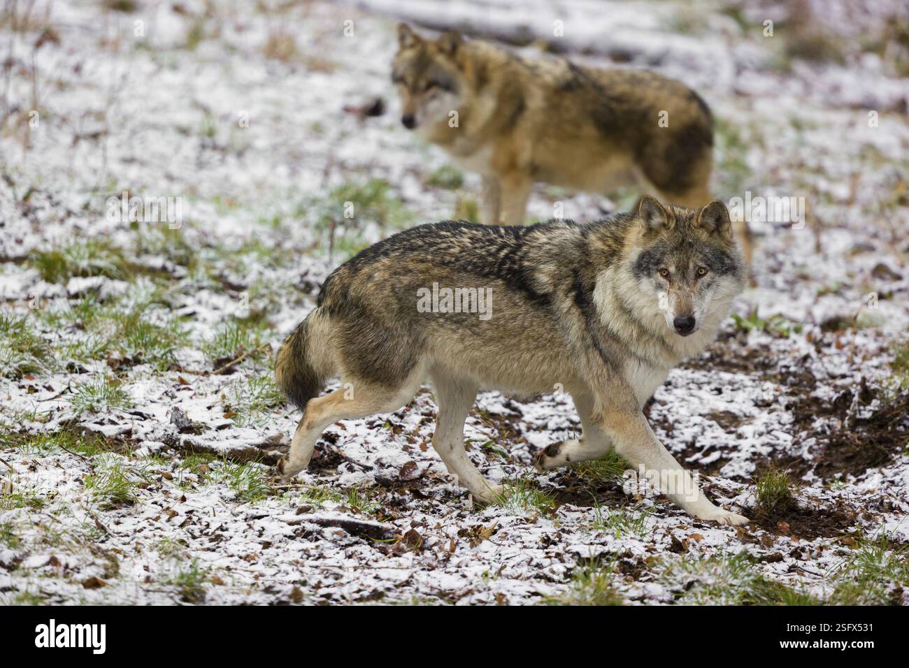 Due lupi grigi eurasiatici (Canis lupus lupus) camminano su un prato innevato in una foresta aperta Foto Stock