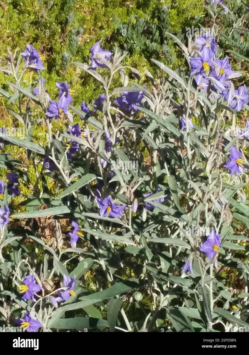 Silverleaf nightshade (Solanum elaeagnifolium), Plantae, Adelaide Showground, Wayville SA 5034, Australia Foto Stock