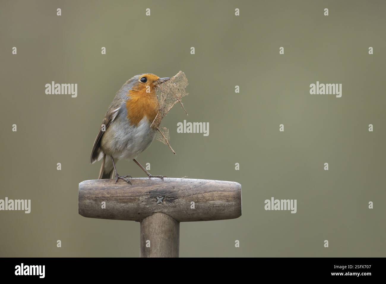 Uccello europeo robin (erithacus rubecula) su un manico a forcella da giardino con materiale nidificante nel becco in primavera, Inghilterra, Regno Unito, E. Foto Stock