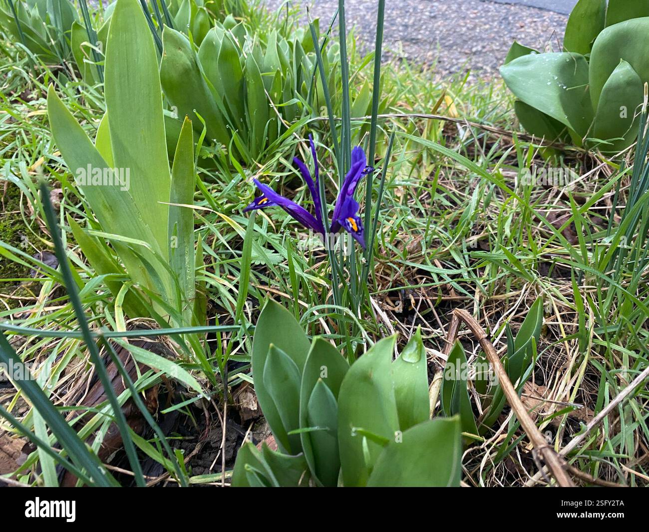 Iris reticulata (Iris reticulata), Plantae, Meadgate Ave, Chelmsford, Inghilterra, GB Foto Stock