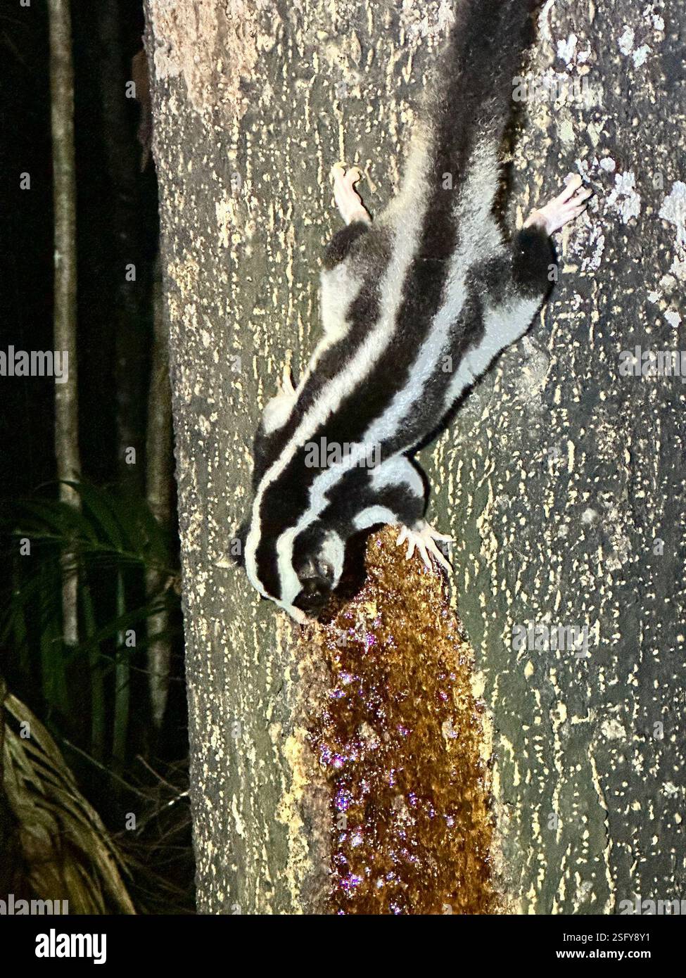 Possum striato (Dactylopsila trivirgata), Mammalia, Eacham Cl, Lago Eacham, QLD, U.S. Foto Stock