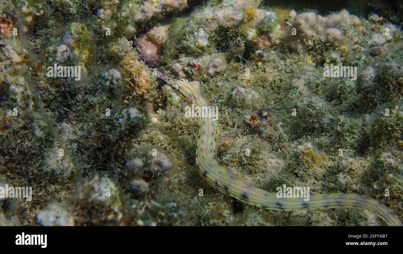 Messmate Pipefish (Corythoichthys intestinalis) che nuotano tra le barriere coralline dell'isola Bawean, Giava Orientale, Indonesia Foto Stock