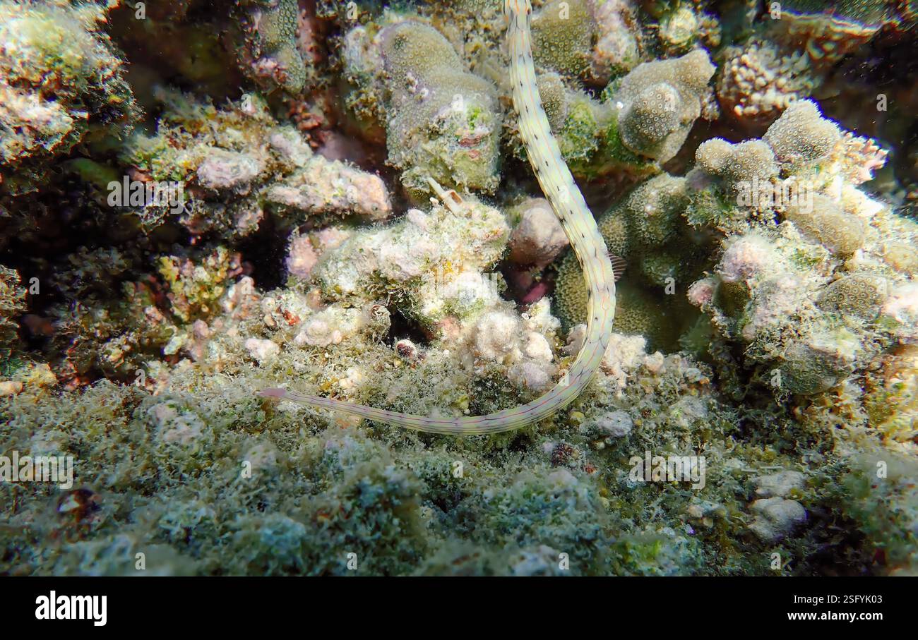 Messmate Pipefish (Corythoichthys intestinalis) che nuotano tra le barriere coralline dell'isola Bawean, Giava Orientale, Indonesia Foto Stock