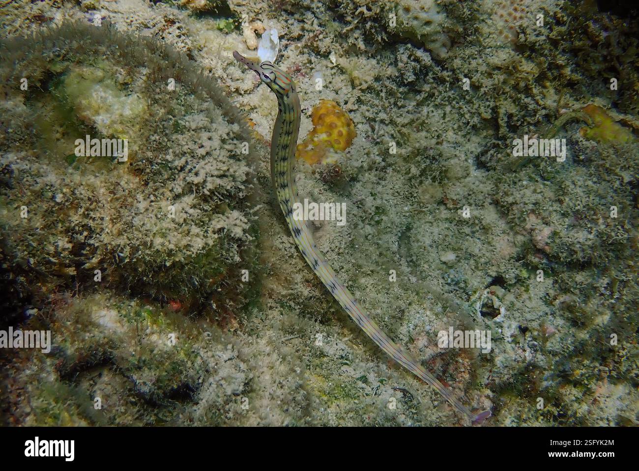 Messmate Pipefish (Corythoichthys intestinalis) che nuotano tra le barriere coralline dell'isola Bawean, Giava Orientale, Indonesia Foto Stock