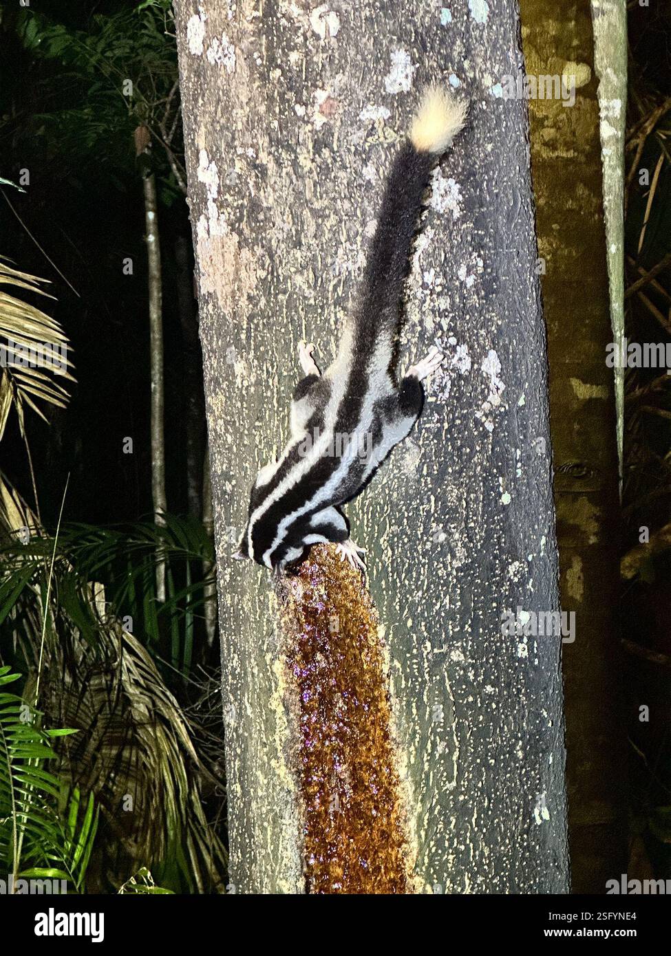 Possum striato (Dactylopsila trivirgata), Mammalia, Eacham Cl, Lago Eacham, QLD, U.S. Foto Stock