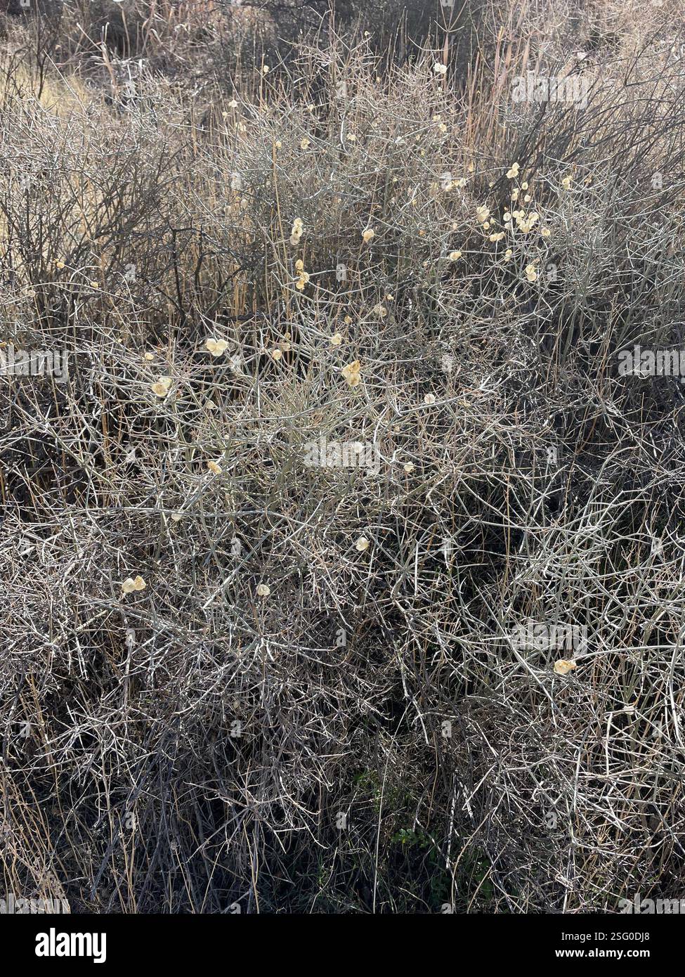 Paperbag Bush (Scutellaria mexicana), Plantae, Joshua Tree National Park, Joshua Tree, CA, US, Paperbag Bush (Scutellaria mexicana) alias Bladder-Sage., Mexican Bladdersage. Arbusto indigeno perenne che cresce fino a 1,5 m di altezza su pendii sabbiosi e ghiaiosi e in aree desertiche, scrub e in habitat di quercia o pinon-ginepro. È densamente ramificato con steli di tomentosi bianchi con punte spine. Le foglie sono opposte e semplici. Si distingue per i lobi calici che si sviluppano in un piccolo sacchetto o guscio simile a una vescica intorno al frutto. Il periodo di massima fioritura è aprile-giugno, ma le borse sono resistenti e Foto Stock