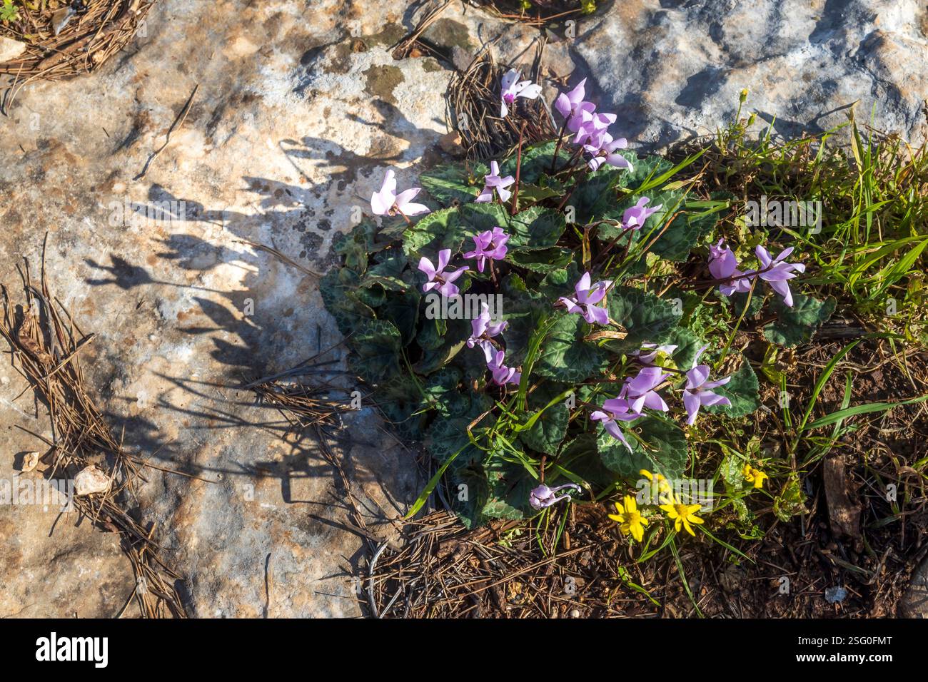 Ciclamini rosa fioriti sul Monte Gilboa in inverno, immersi nella retroilluminazione. Foto Stock