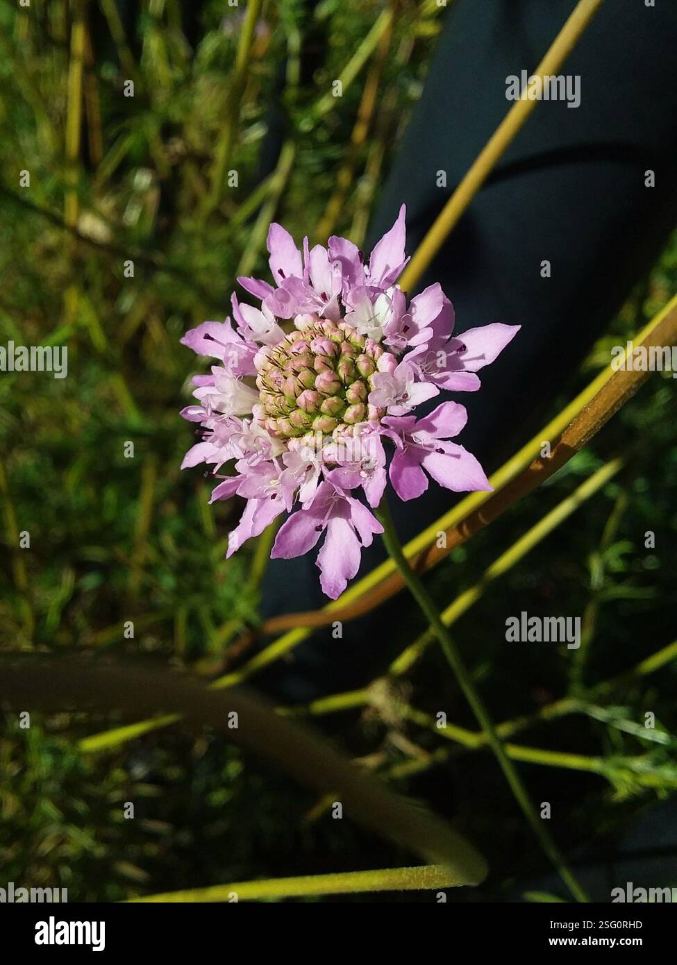 Sweet scabious (Sixalix atropurpurea), Plantae, Adelaide Showground, Wayville SA 5034, Australia Foto Stock