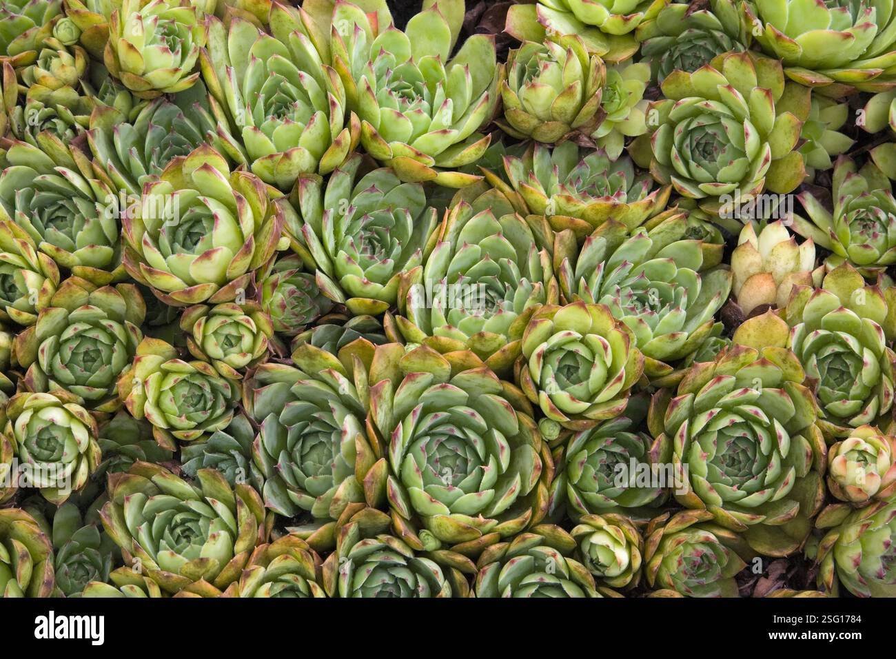 Vista dall'alto e primo piano di Sempervivum cobweb - piante succulente Houseleek nel giardino di campagna in estate. Foto Stock