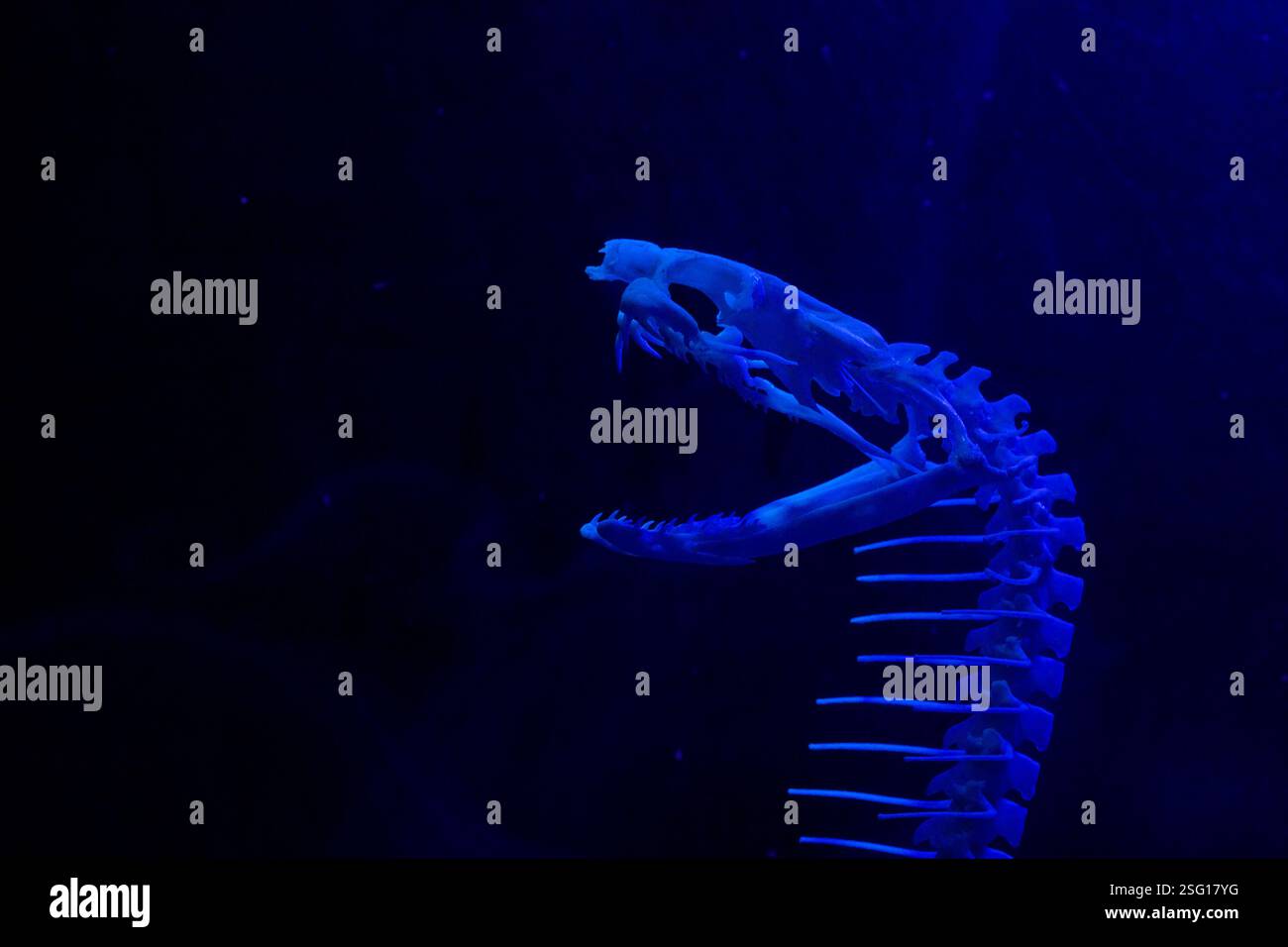 Un impressionante scheletro di un pesce illuminato in blu, simile a un serpente, esposto su uno sfondo scuro. La struttura ossea intricata è evidenziata dal Foto Stock