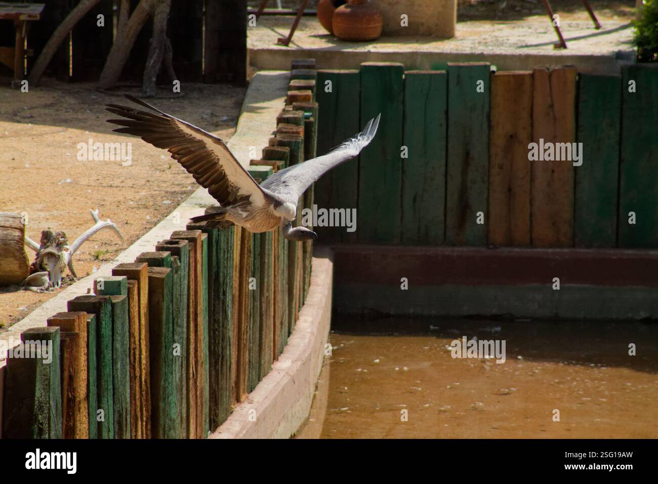 Un uccello con le ali allungate sta per prendere il volo da una ringhiera di legno accanto a un corpo d'acqua. Lo sfondo presenta strutture rustiche in legno e. Foto Stock