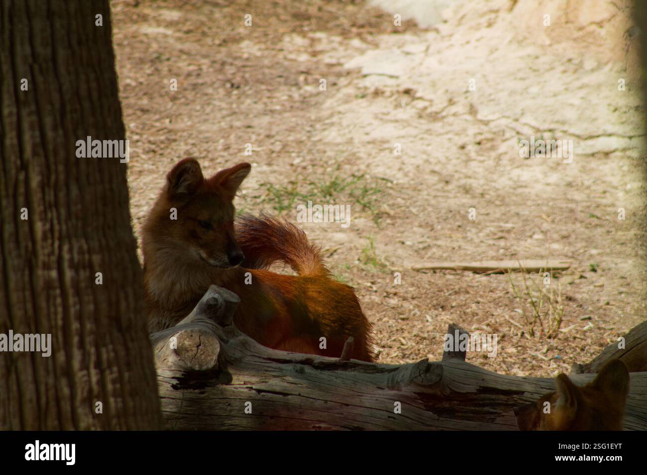 Un animale rossastro-bruno-simile a una volpe è visto in un ambiente naturale, parzialmente nascosto dietro un albero. Lo sfondo presenta terra secca e vegetati sparsi Foto Stock