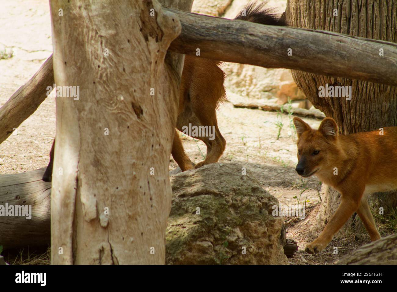 Una scena raffigurante due animali simili a volpi in un ambiente naturale, uno che cammina in primo piano e un altro parzialmente visibile dietro un albero. Gli ambientalisti Foto Stock