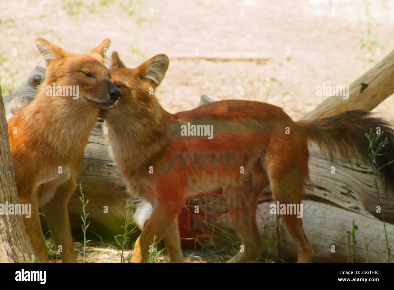 Due animali simili a volpi che interagiscono in un ambiente naturale, mostrando il loro comportamento giocoso. Lo sfondo presenta elementi naturali come tronchi e verde Foto Stock