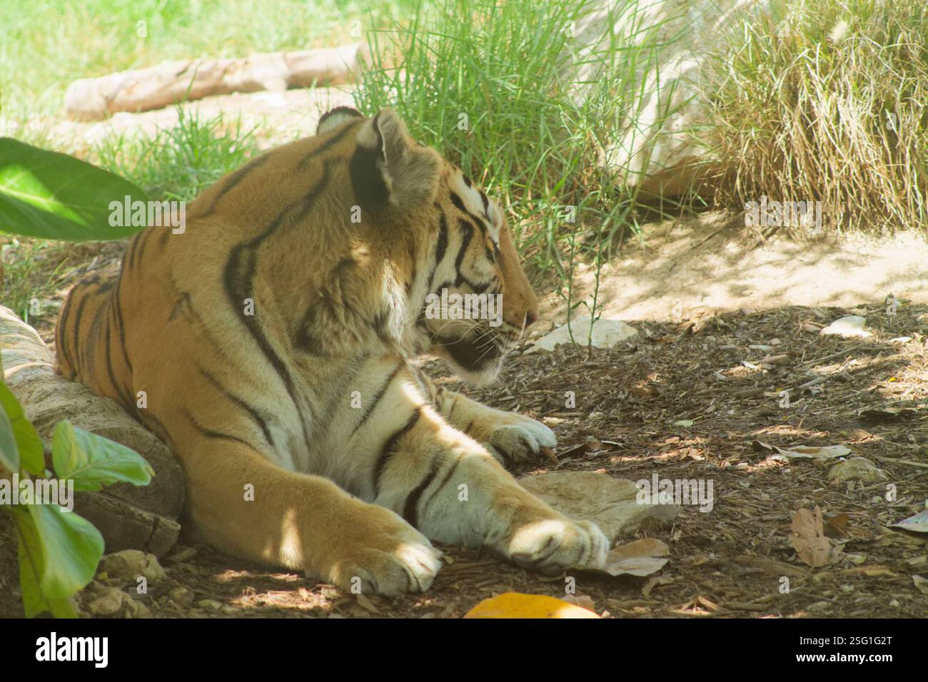 Una tigre che riposa sul terreno circondata da vegetazione e rocce. Il profilo della tigre è visibile, mostrando le sue strisce distintive e il suo comportamento calmo. Foto Stock