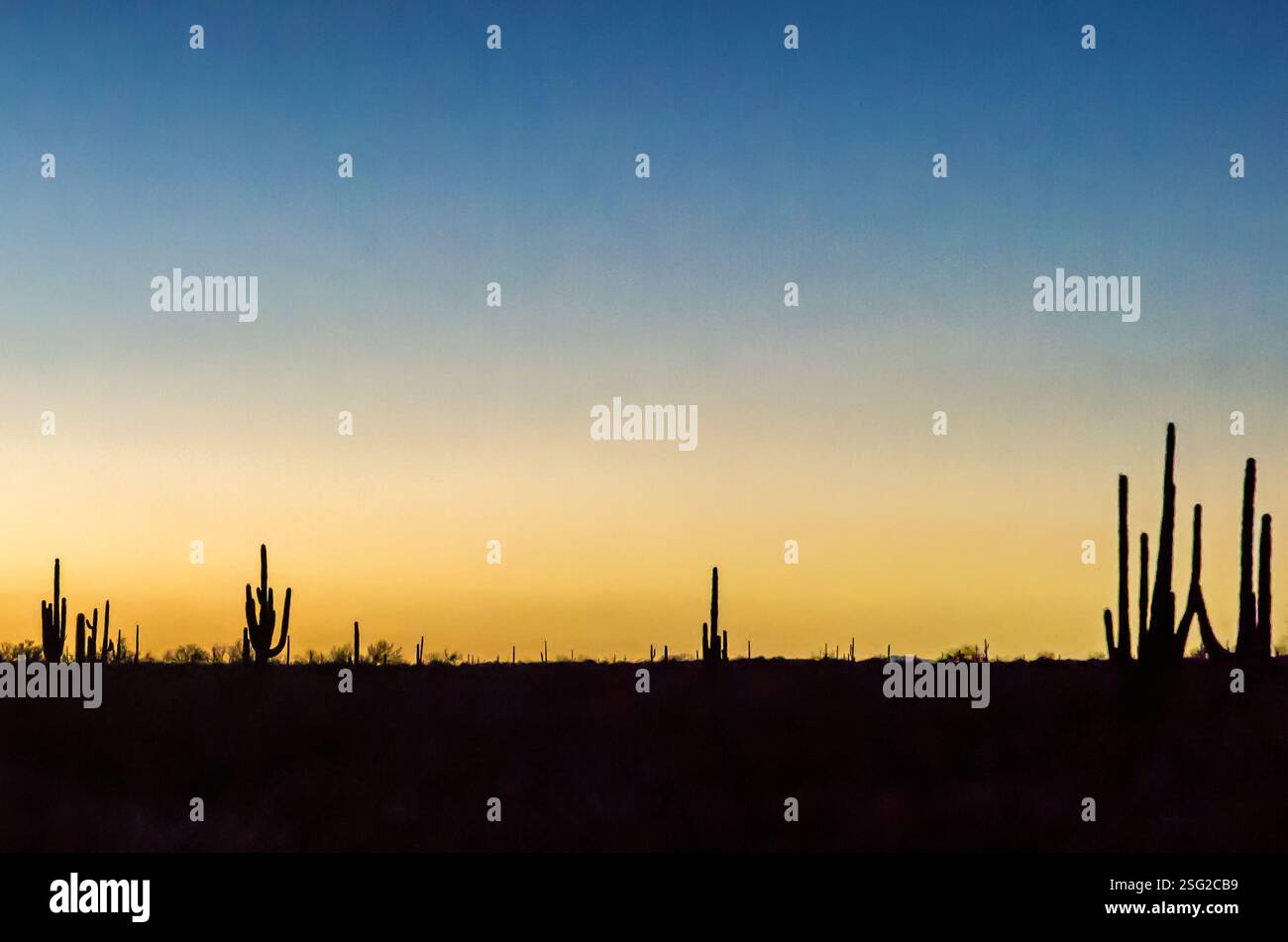 I cactus saguaro sagomati si stagliano contro un tramonto dorato nel deserto dell'Arizona, creando un suggestivo e sereno paesaggio sud-occidentale. Foto Stock