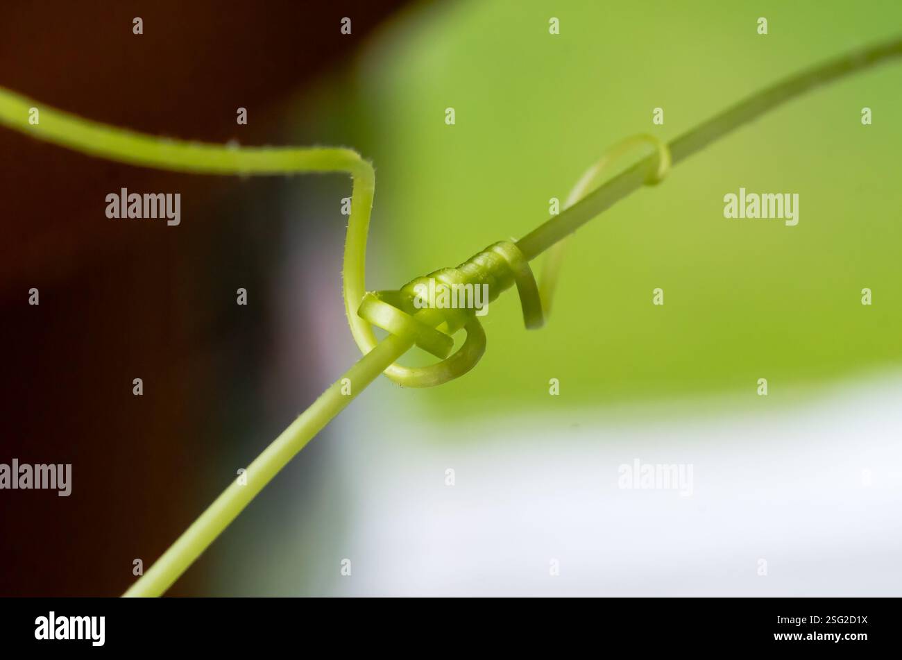 Una macro fotografia ravvicinata di tendini di piante verdi che formano intricatamente un nodo naturale, simboleggiando la connessione, la crescita e la resilienza in natura. Foto Stock