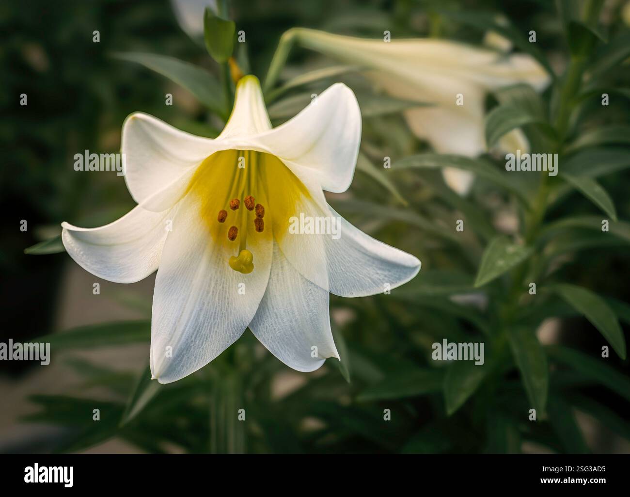 Primo piano di un giglio pasquale bianco (Lilium longiflorum) con una gola gialla in un giardino. Foto Stock