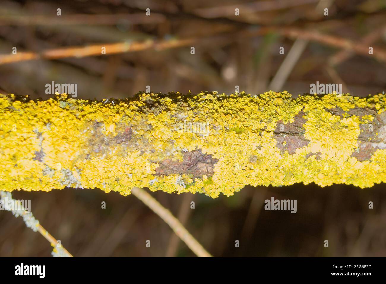 Lichen arancio comune, scala gialla, Xanthoria parietina Foto Stock