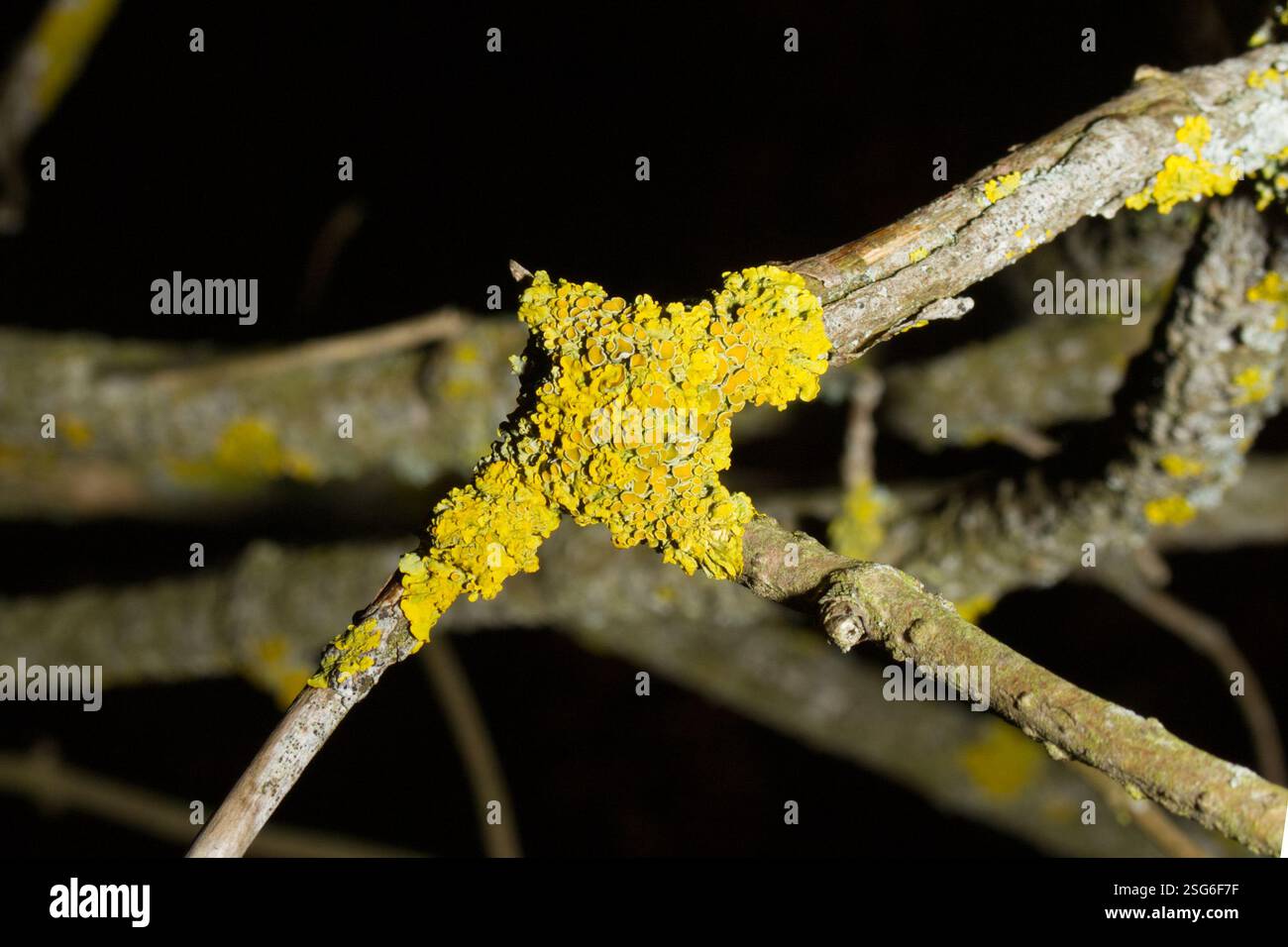 Lichen arancio comune, scala gialla, Xanthoria parietina Foto Stock