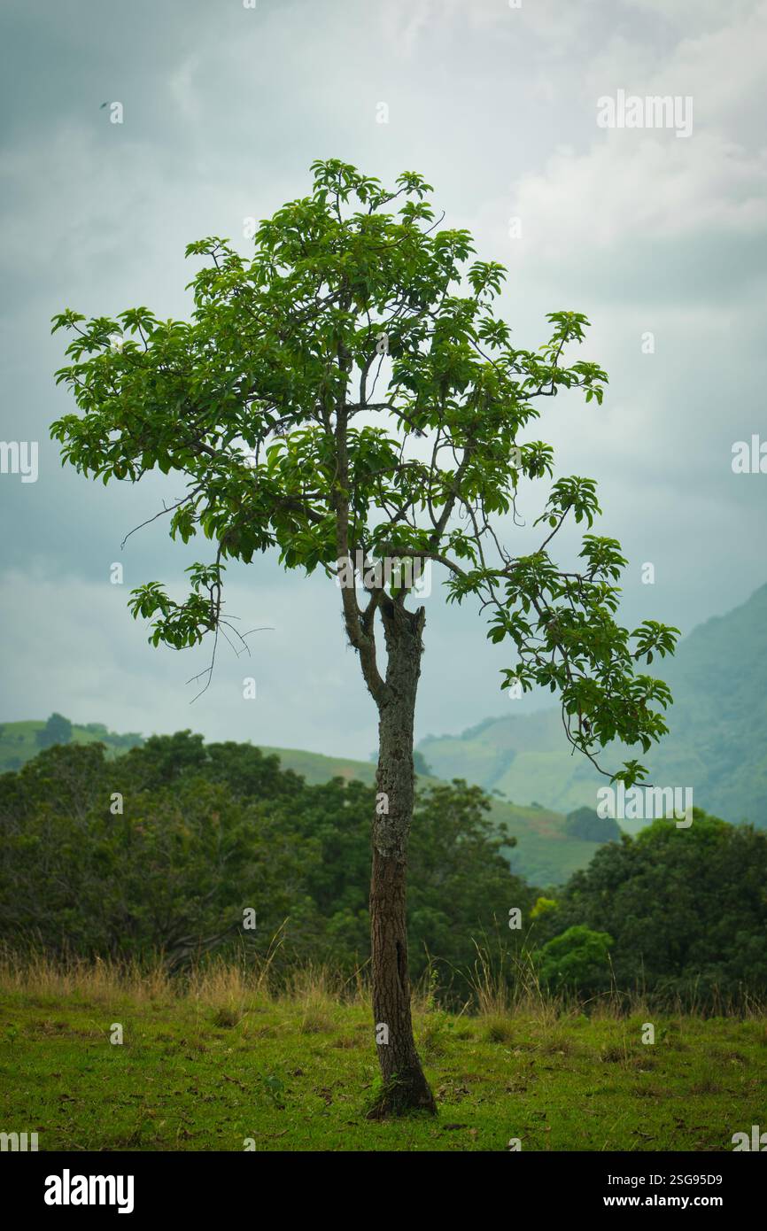 Un albero maestoso che si affaccia sulle Montagne Dominicane Foto Stock