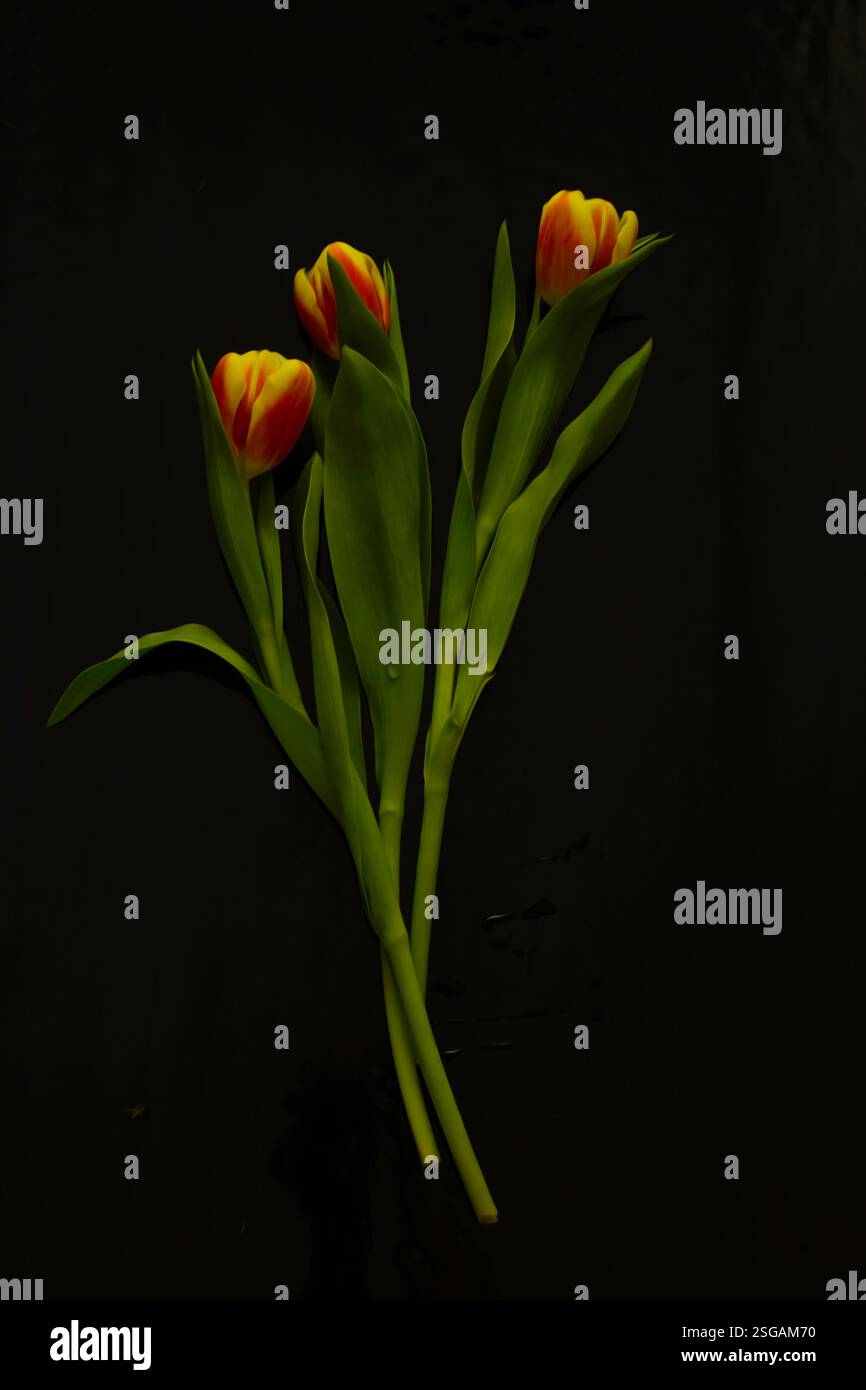tulipani su sfondo nero, a colori Foto Stock