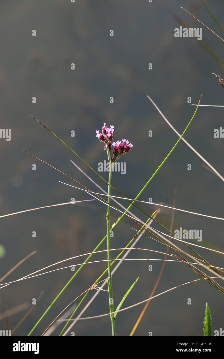 Delicati fiori viola fioriscono su uno stelo di una pianta di verbena vicino a un fiume nel Bush. Foto Stock