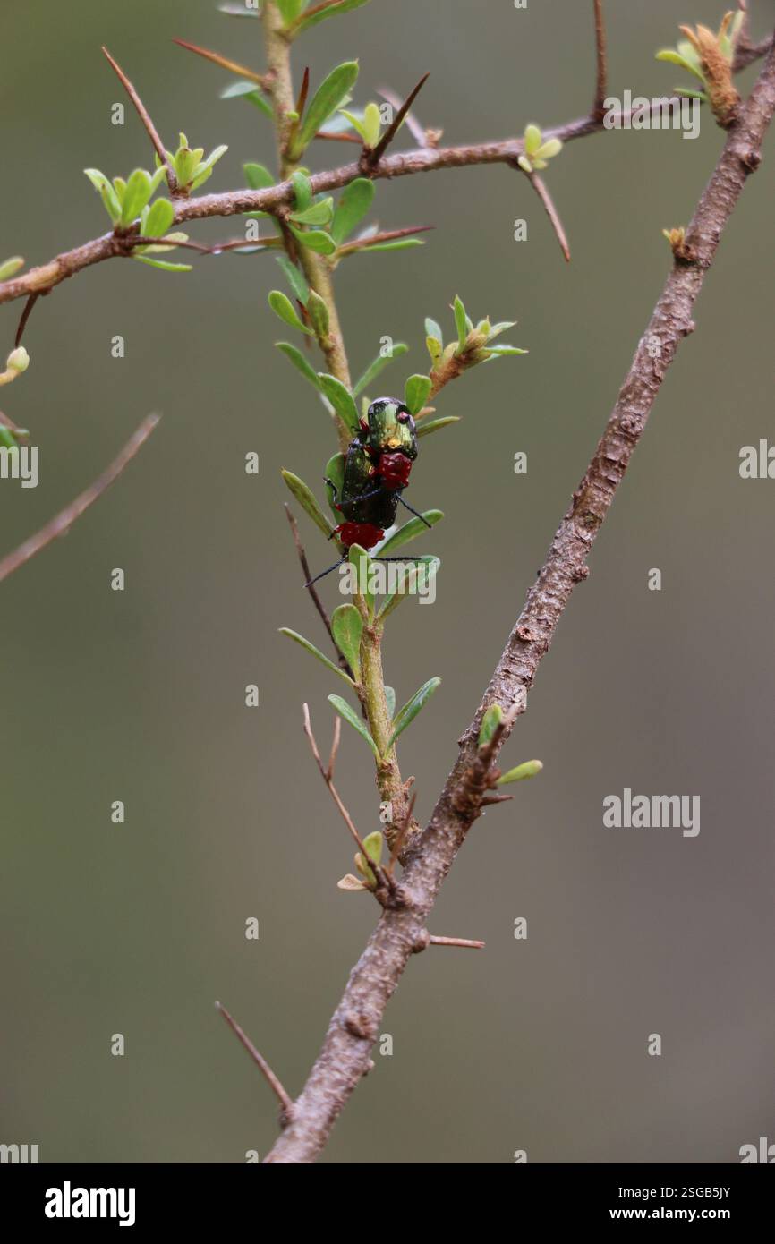 Coppia di coloratissimi scarabei a foglia che si accoppiano su un ramo nel Bush australiano. Foto Stock