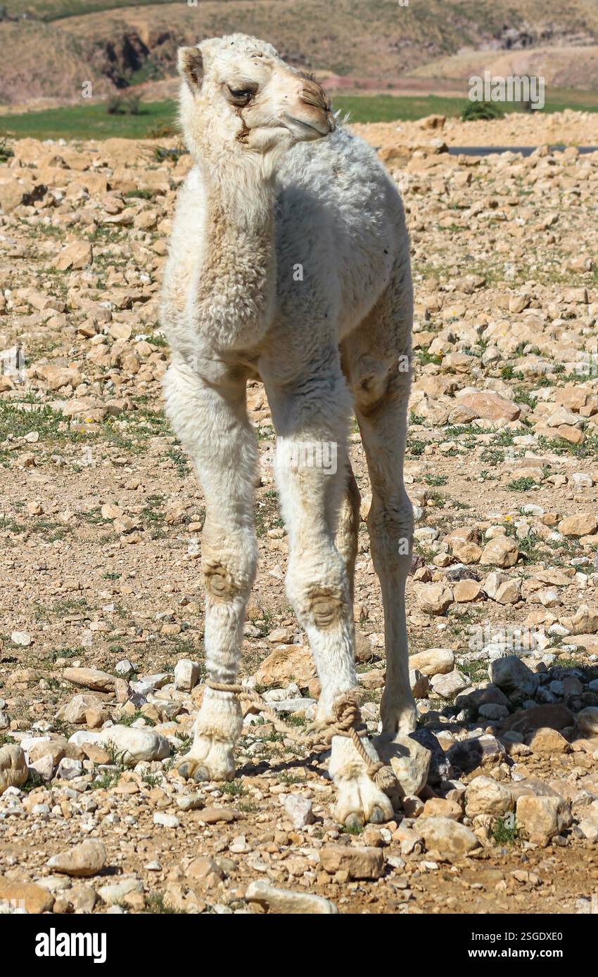 Un giovane vitello di cammello in piedi su un terreno roccioso, che guarda indietro oltre le sue spalle. Foto Stock