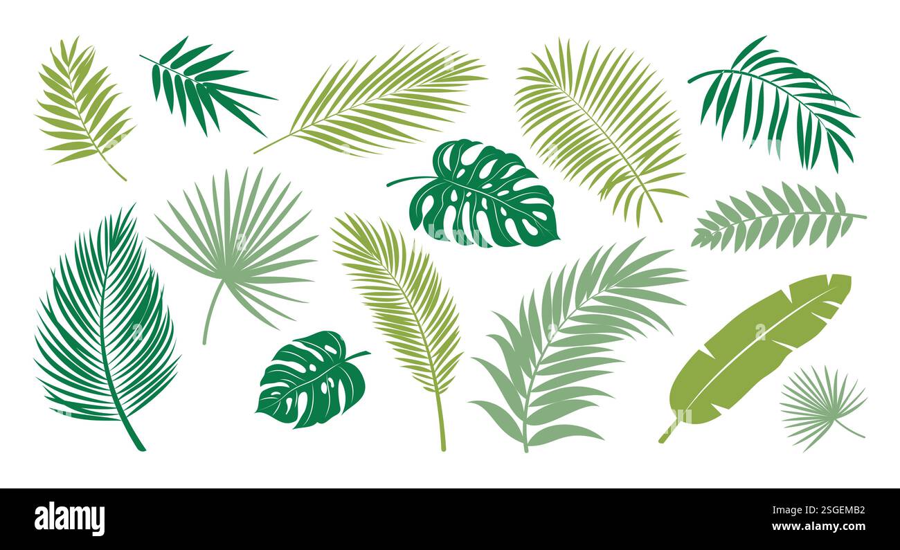 Set clipart verde foglie tropicali. Disegno a foglia verde e collezione di clip art simbolo come palma, monstera, felce e elementi di vegetazione banana vettoriali Illustrazione Vettoriale
