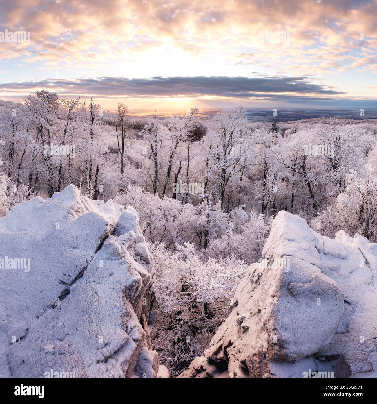 Paesaggio invernale con foresta e neve Foto Stock