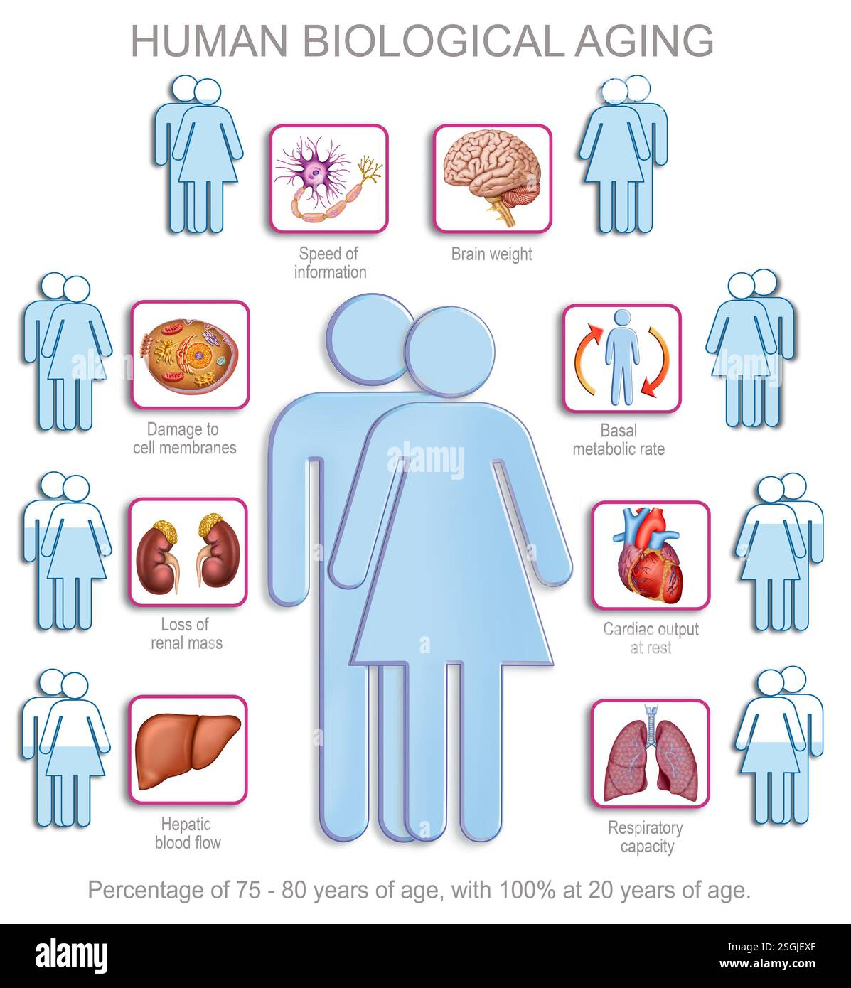 Diagramma dell'invecchiamento naturale, biologico, fisiologico e patologico del corpo umano. Foto Stock
