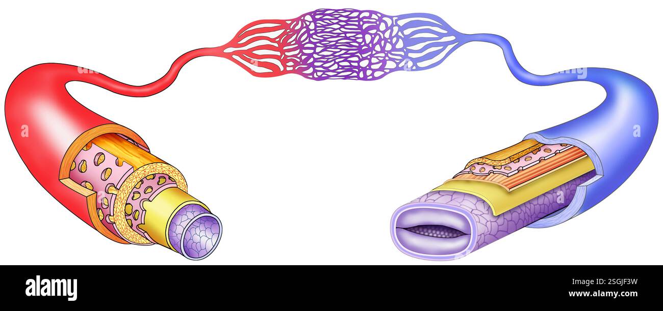 Diagramma degli strati di vene e arterie. Questi trasportano sangue, ossigeno, nutrienti e rifiuti attraverso il cuore, le arterie, le vene e i capillari. Foto Stock