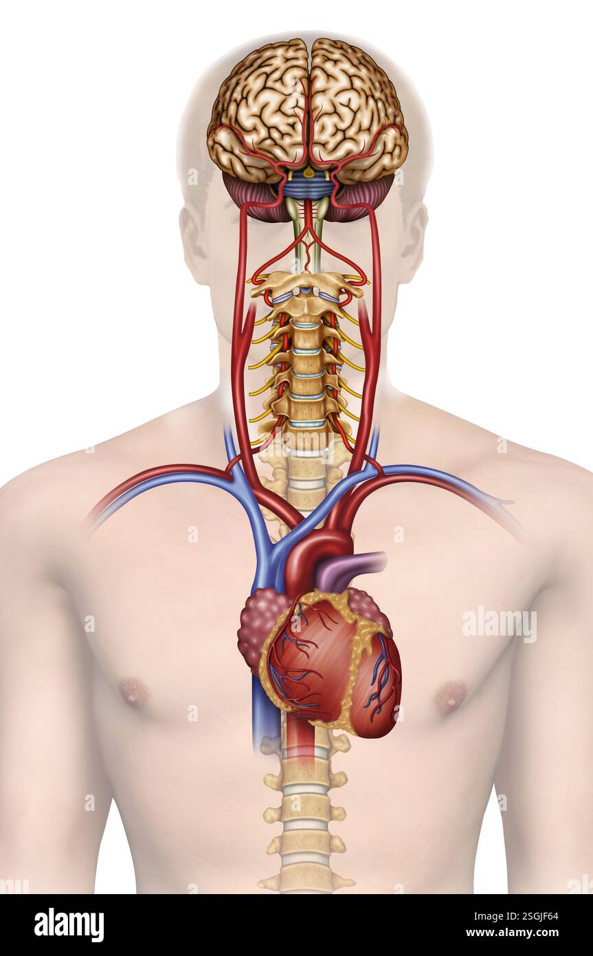 Diagramma anatomico del flusso sanguigno cerebrale. È essenziale per mantenere le funzioni cerebrali e garantire che riceva ossigeno e sostanze nutritive. Foto Stock