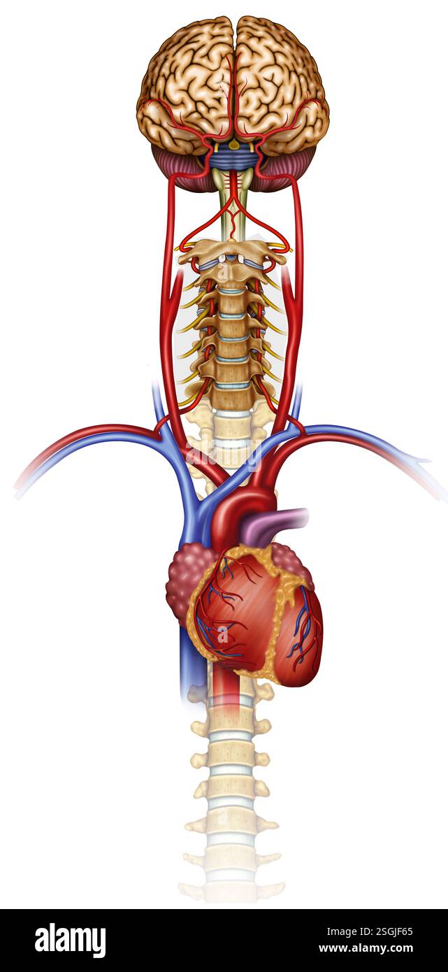 Illustrazione anatomica del flusso sanguigno cerebrale. Il sangue passa al cervello attraverso le arterie carotidee e vertebrali, fornendo ossigeno e nutrienti. Foto Stock
