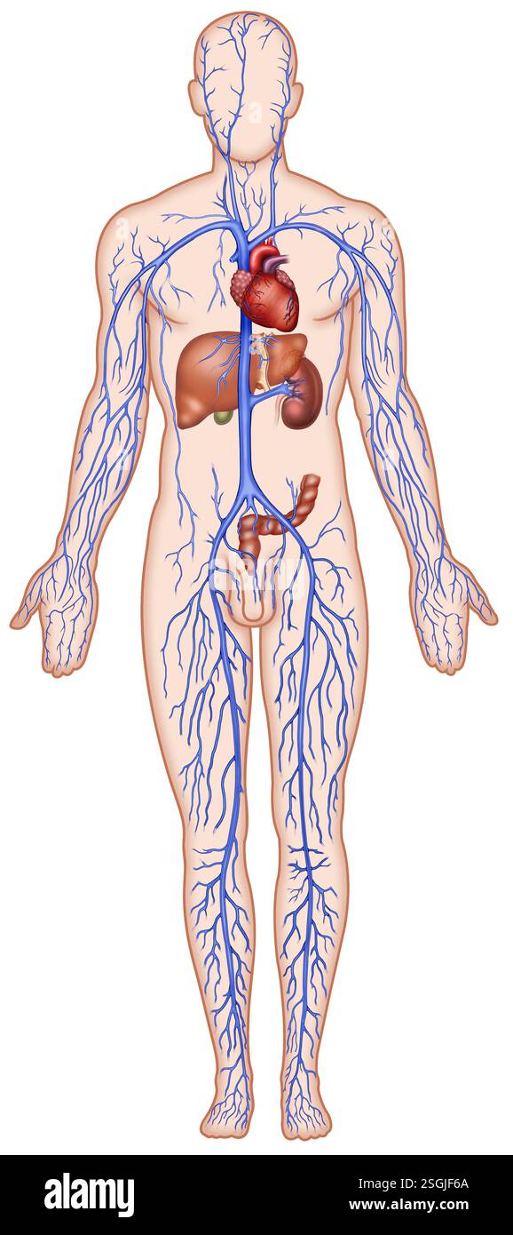 Illustrazione del sistema circolatorio venoso. Trasporta il sangue deossigenato verso il cuore, utilizzando valvole venose per prevenire il riflusso. Foto Stock