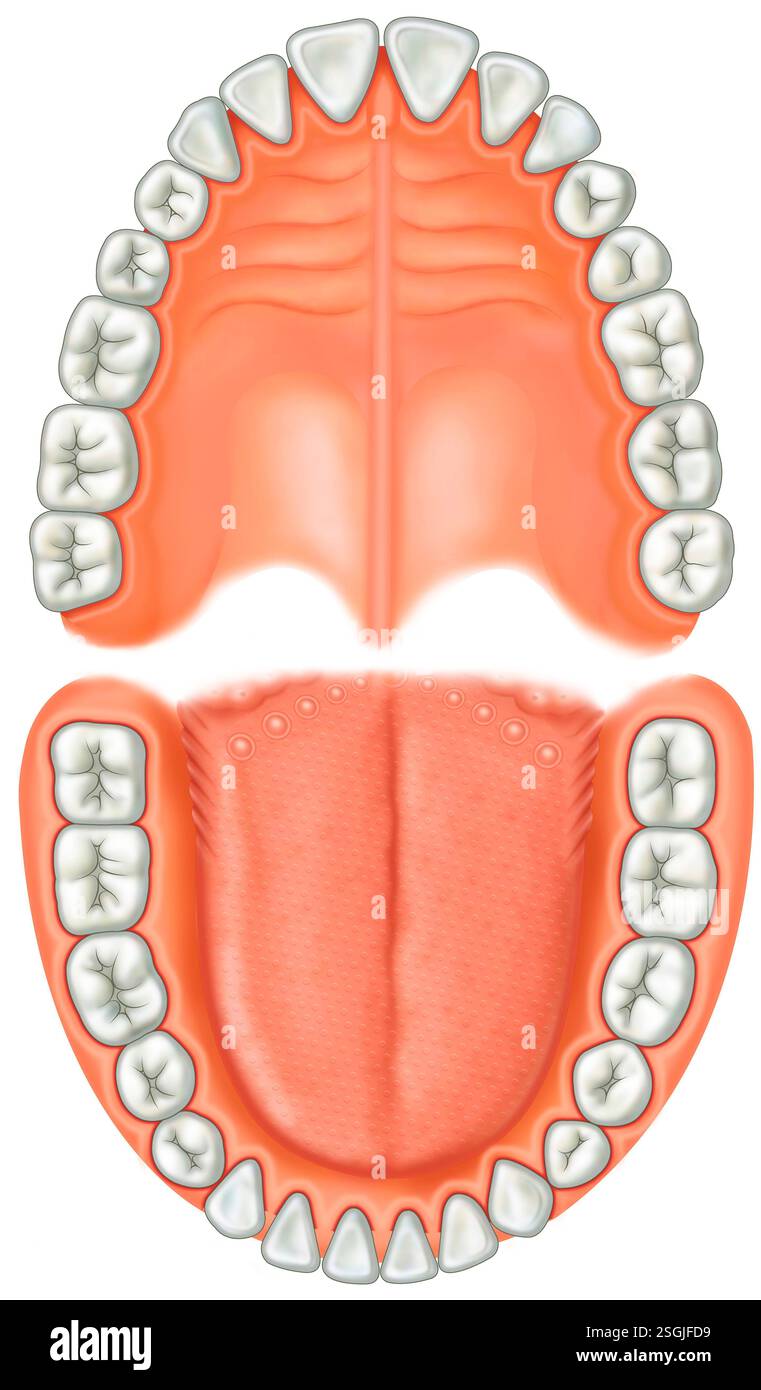 Illustrazione anatomica dei denti umani. I denti servono a tagliare, macinare e masticare gli alimenti per facilitare la digestione. Foto Stock