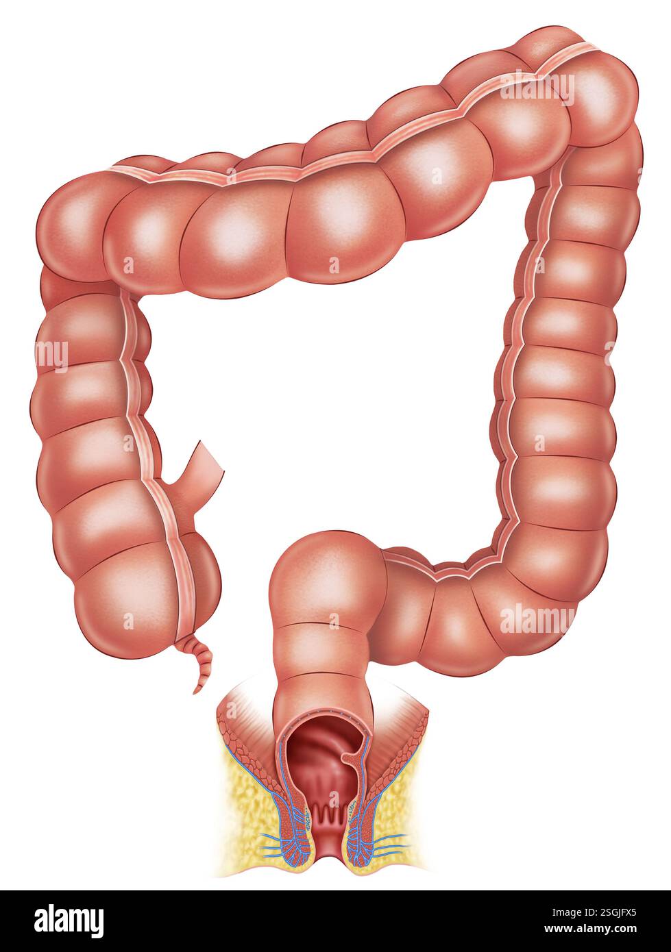 Anatomia del colon, parte finale dell'intestino crasso, responsabile dell'assorbimento di acqua, elettroliti e della formazione di feci. Foto Stock