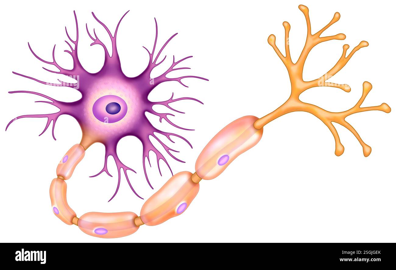 Rappresentazione schematica del neurone. Cellula nervosa specializzata nella trasmissione di segnali attraverso impulsi elettrici e chimici. Foto Stock