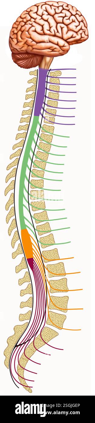 Struttura illustrativa del midollo spinale. Struttura nervosa che collega il cervello al corpo, trasmettendo impulsi nervosi. Foto Stock